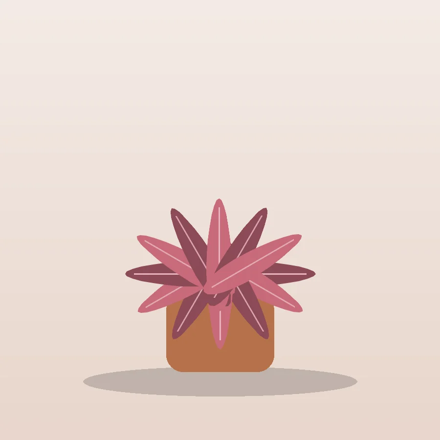 Cryptanthus Earth Star