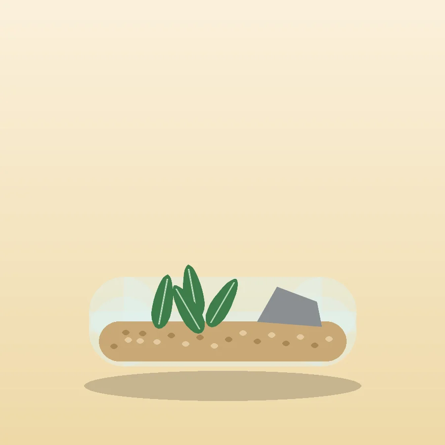 Desert Succulent Dish Garden (Ready-made)