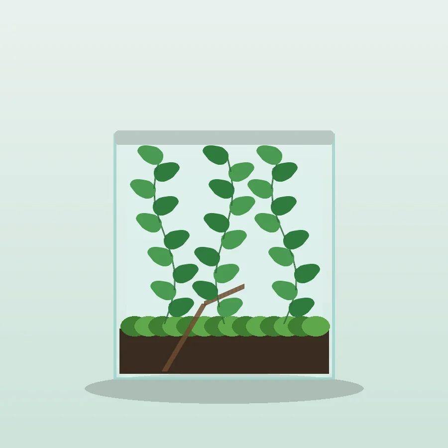 Creeping Fig Cube (Ready-made)